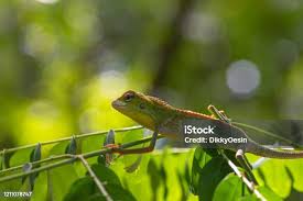 Image result for Urochloa jubata