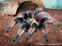 Pin On Brachypelma Species