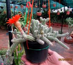 The cactus flowers during spring and summer and they are usually red, violet, pink or orange. Nandanvan Chamaecereus Silvestrii Peanut Cactus