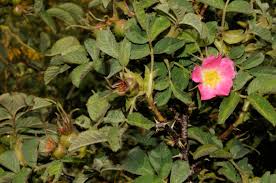 Image result for Landolphia villosa