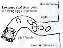 Image result for Sarcoptes scabiei life cycle