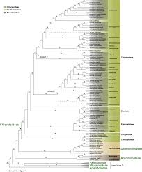 Image result for Dignathia gracilis