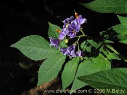 Image result for Solanum tettense
