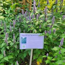 Image result for Anisosepalum