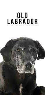 Labs are wonderful dogs and great companions! Old Labrador How To Care For Your Lab As They Age