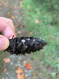 Image result for Strobilurus conigenoides