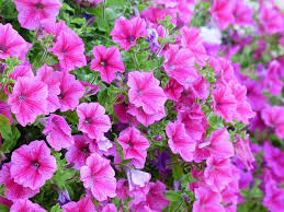 Ideal for both garden and pot. Container Plants For Full Sun