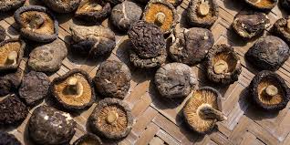 This seals in moisture, seals out competing fungi, and lets your desired lions mane mushrooms grow. How To Grow Mushrooms On Logs The Ultimate Guide Grocycle