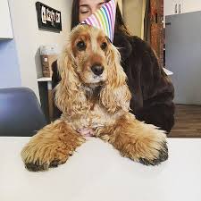 We did not find results for: Made Tillie Very Welcome For Her 6th Birthday Picture Of Wags Whiskers Pet Boutique Canine Cafe Stockton On Tees Tripadvisor