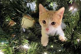 Also asked, is artificial snow toxic to cats? Cats And Christmas Trees A Recipe For Disaster My Pet Warehouse
