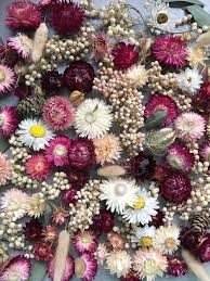 Feel free to contact us to discuss your requirements. The Return Of Dried Flowers Seeds I M Sowing This Year Botanical Tales