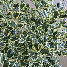 Maybe you would like to learn more about one of these? Plants Seeds Bulbs Silver Holly Ilex Aquifolium Argentea Marginata In A 7 Litre Pot Plants Seedlings
