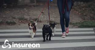 Having the right insurance is essential! Dog And Pet Sitting Business Insurance Insureon