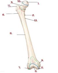 Proximally, there are five key features of the tibia: Lower Limb Anatomy Quiz Proprofs Quiz