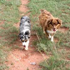 How big is a teacup australian shepherd? Miniature Australian Shepherd Information And Pictures Petguide