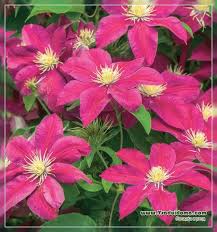 We did not find results for: Clematis Groups A Site About A Garden A Summer Residence And House Plants