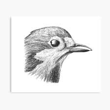 Download robin bird stock photos. Vintage Robin Bird Pencil Sketch Poster By Artisticleap Redbubble