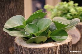 Water and nutrients are stored in the succulent parts of the plant, creating a food supply. Peperomia Obtusifolia Plant Care Learn How To Grow Plantopedia
