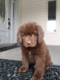 Newfoundland Puppy For Sale In Goodrich Mi Adn 63042 On Puppyfinder Com Gender Male Age 8 Weeks Old Newfoundland Puppies Puppies For Sale Newfoundland