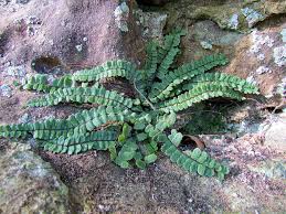 Image result for Asplenium simii