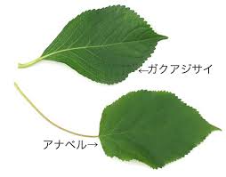 はるなつあきふゆ夕菅の庭 Ssブログ
