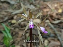 Image result for Nervilia petraea