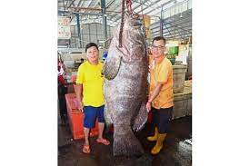 You can also choose from trout, sea bass grouper malaysia. Malaysian Fisherman Catches Monster Grouper Sells It For S 3 600 Se Asia News Top Stories The Straits Times