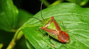 Image result for Antherotoma