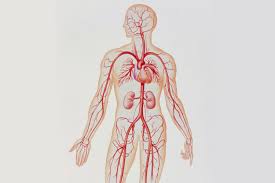 Blood flows throughout the body tissues in blood vessels, via bulk flow (i.e., all constituents together and in one direction). Artery Structure Function And Disease