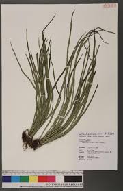 Image result for Vittaria elongata