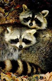 Art Country Canada Carl Brenders World S Most Complete Limited Edition Print And Giclee Canvas Collection In The World Cute Animals Animal Art Animals Artwork