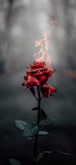 10 wallpapers for phone screen. Home Screen Wallpapers For Iphone 1125x2436 Download Hd Wallpaper Wallpapertip