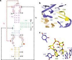 From tongue twisters for kids to tongue twisters with the letter s, here are some of the most popular english tongue twisters to perfect pronunciation. Structure Based Insights Into Self Cleavage By A Four Way Junctional Twister Sister Ribozyme Nature Communications