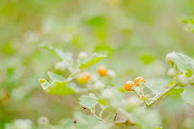 Image result for Solanum campylacanthum 'incanum type'