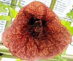 Image result for Mechowia grandiflora