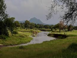 Image result for Helichrysum ellipticifolium