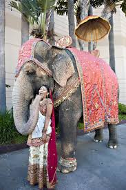 This Indian Bride Has A Laugh With Her Elephant Before The Wedding Reception Elephants Are Important Symbols For Hindu Weddings Slony Indiya Slon