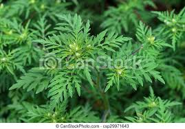In the usa the rate of sensitization against ragweed equals that of grass. American Common Ragweed Ambrosia Artemisiifolia Causing Allergy Canstock
