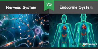 Difference Between Nervous System And Endocrine System Bio Differences