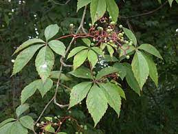 .out of carolina creeper vine, luffah everything, smilax vine, pine cones, a teeny bit of bamboo and we made faeries with long dresses out of luffah. Virginia Creeper Parthenocissus Quinquefolia