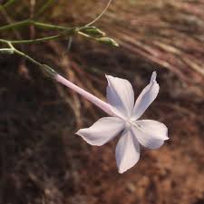 Image result for Polemoniaceae