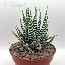 Image result for Haworthia