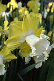 Green Garden Daffodil Gardening Daffodils Bulb Flowers
