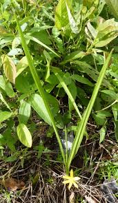 Image result for Curculigo pilosa