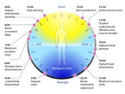 Circadian Life Rhythms The Human Biological Tick Tocker
