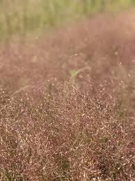Image result for Eragrostis macrochlamys