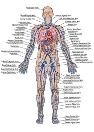 C) contributes to stabilizing blood ph. Labeling The Nervous System Human Veins Diagram Through For The Full Circulatory Human Anatomy Chart Human Body Systems Human Anatomy