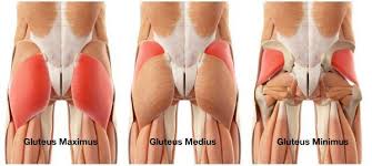 Shown in the second diagram are the gluteus medius and minimus, which lie directly underneath the gluteus maximus. Muscles And How They Work Lessons Blendspace