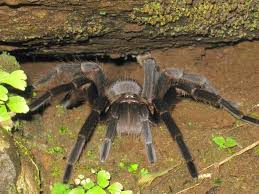 Mention the black widow spider and you'll likely be greeted with a few frantic glances and exclamations of what?! Myths And Truths About Tarantulas Conozca Su Canton