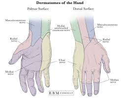 Dermatomes Of The Hand Median Nerve Radial Nerve Anatomy
